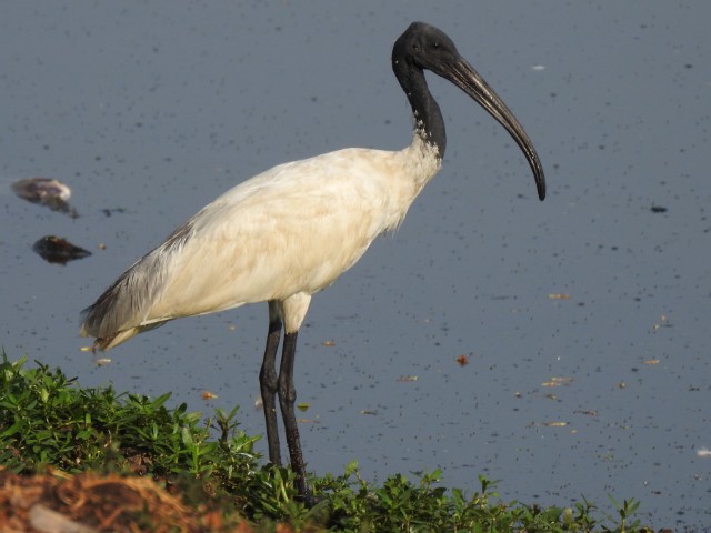 Wings of the Wild - Birds at Katarniaghat Image
